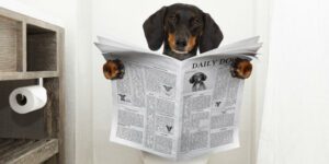 Dog Sitting on Toilet Reading a Columbia Pooper Scooper Service Newspaper