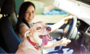 Happy dog on a car ride scenario where the pet-parent will likely be removing dog hair from her car as a result.