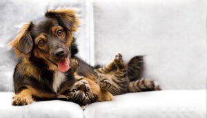 Dog and cat playing together on the couch