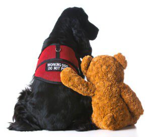 Black cocker spaniel service dog and teddy bear best buddies.