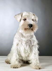 white schnauzer posing for the POOP 911 Blog