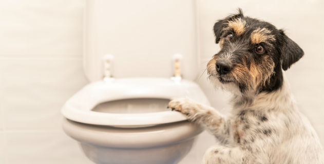 6 Things Your Dog’s Poop Can Tell You About Its Health