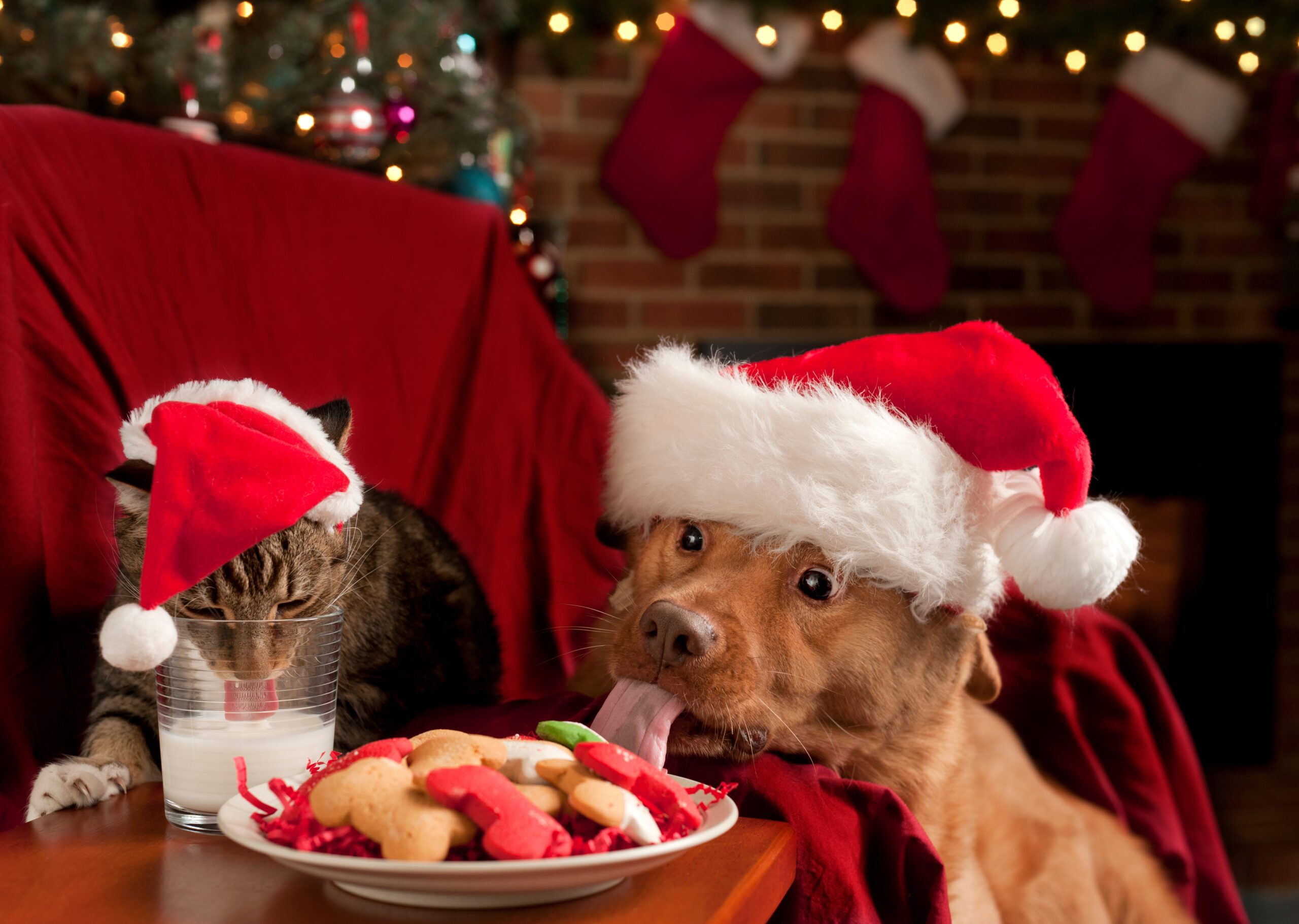 Fun Ways To Include Your Dog At Christmas Parties