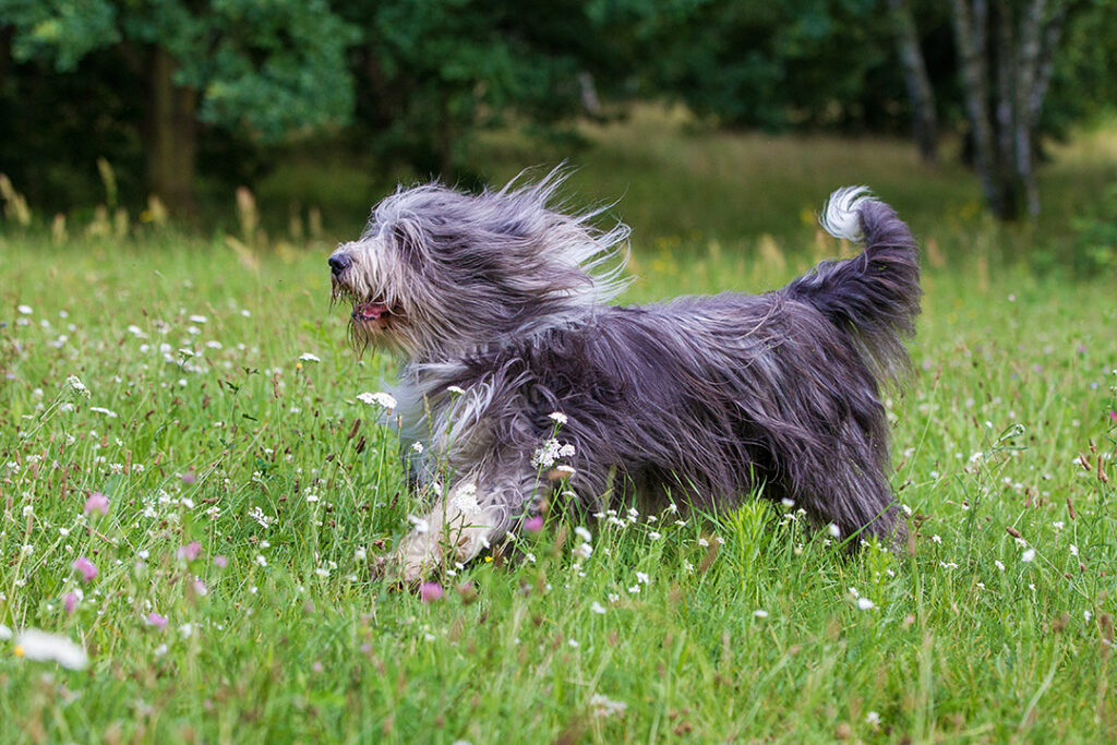 Most Playful Dog Breeds Top 10