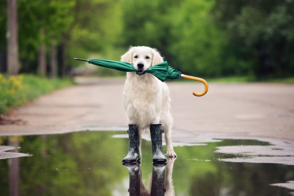 Dogs Love Playing In The Rain