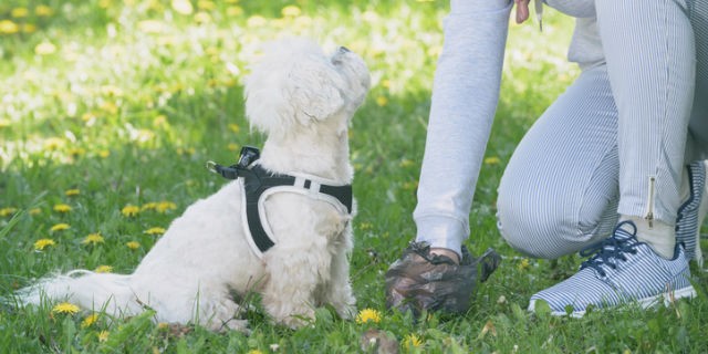 How to Get Rid of the Smell of Dog Poop in Your Yard