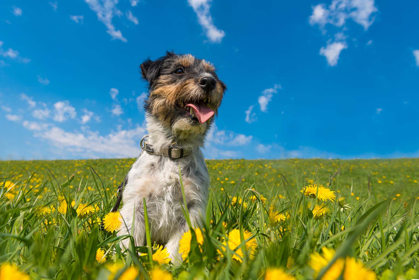 Springtime Tips for Dog Owners