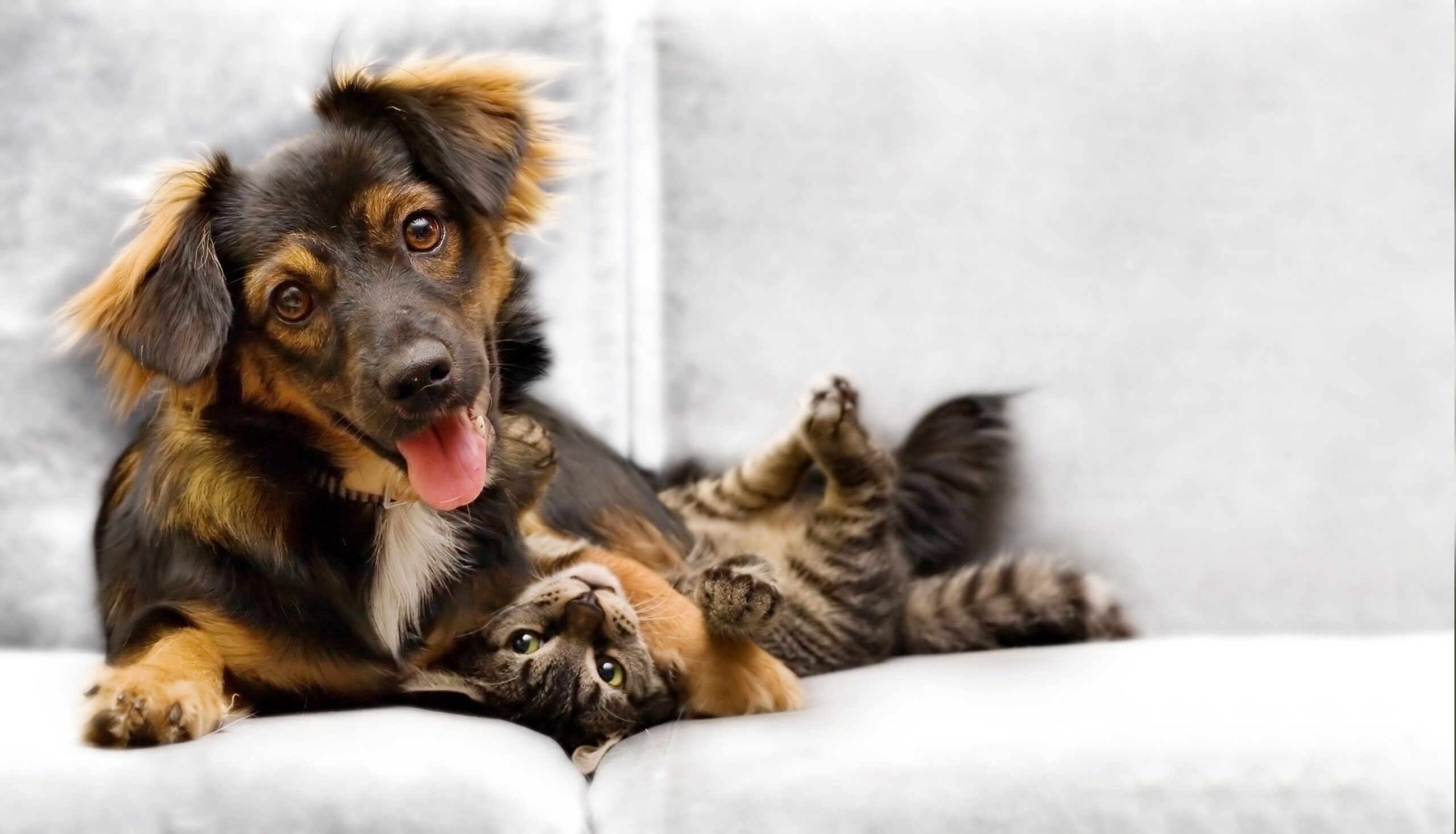 How to Introduce Your New Cat To Your Dog