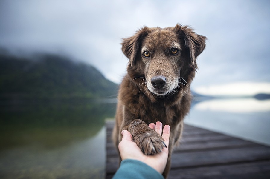 How Dogs Read Human Body Language