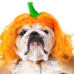 Halloween Costume Ideas for Dogs