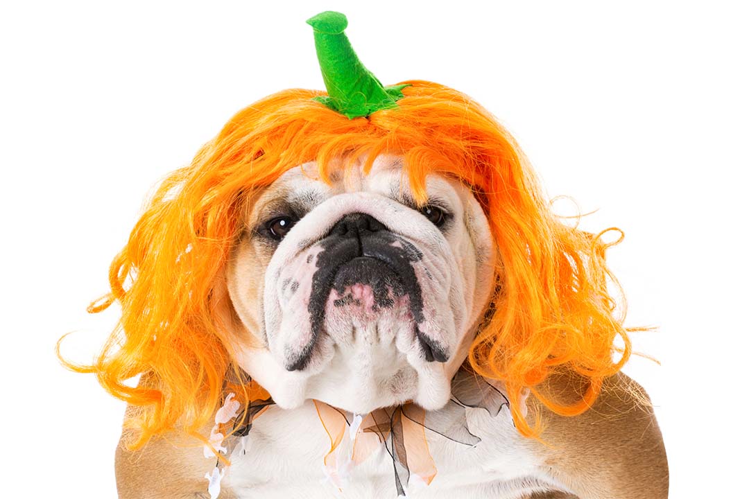 Halloween Costume Ideas for Dogs