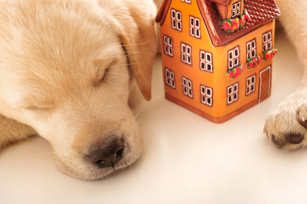 Ways To Puppy Proof Your Home That Actually Work