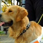 Service Dogs Top Ten Best Breeds