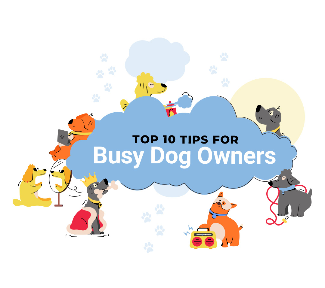 Top 10 Tips for Busy Dog Owners