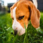 Why Do Dogs Eat Grass?