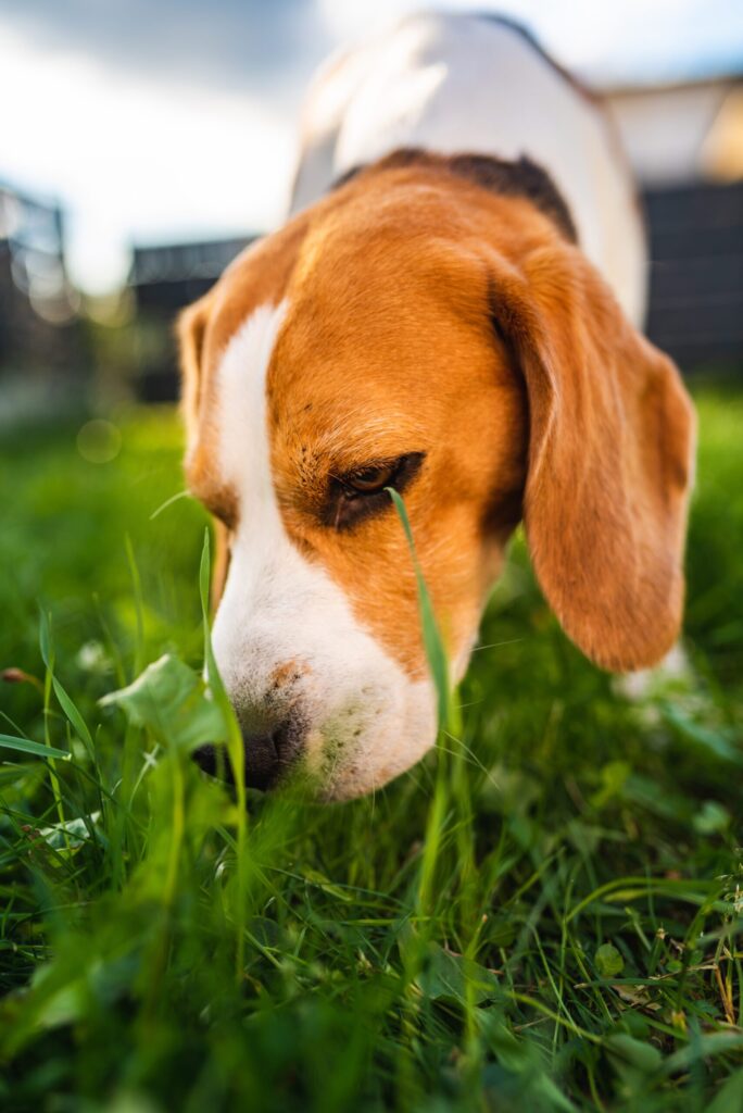 Why Do Dogs Eat Grass?