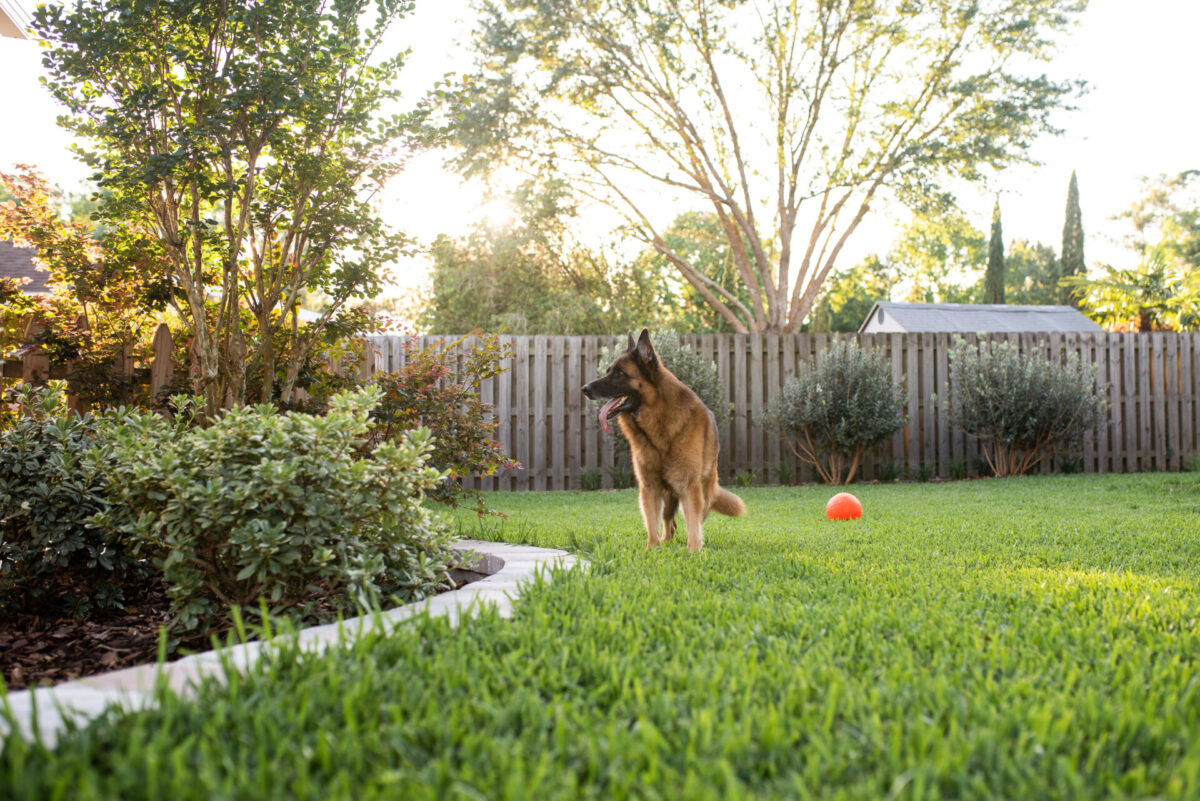 Yard Deodorizing Service