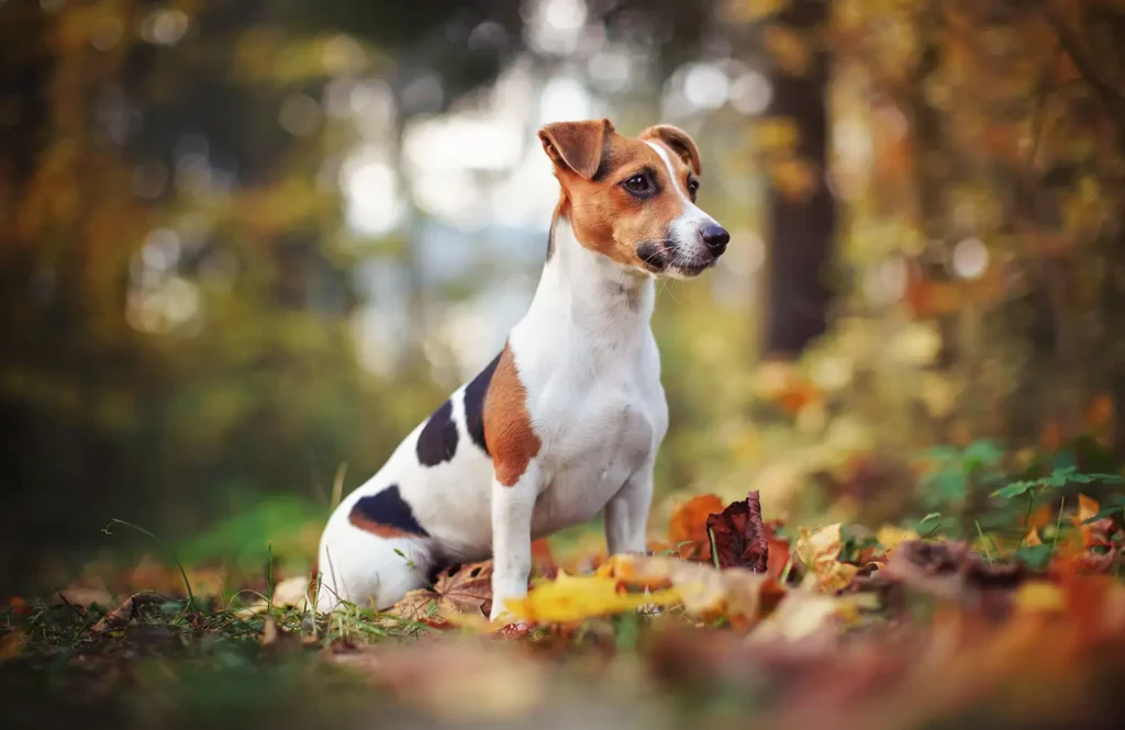 Cute Jack Russell Terrier sitting on some fallen autumn leaves and staring at something off camera.